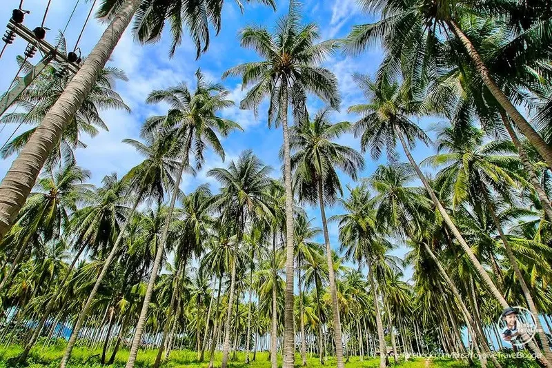 Koh Samui Zwiedzanie i Dżungli