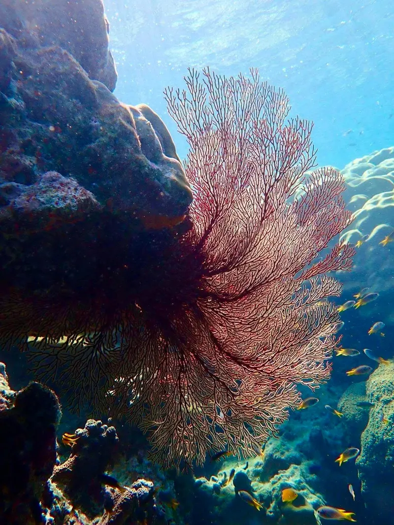 Wyspa Similan