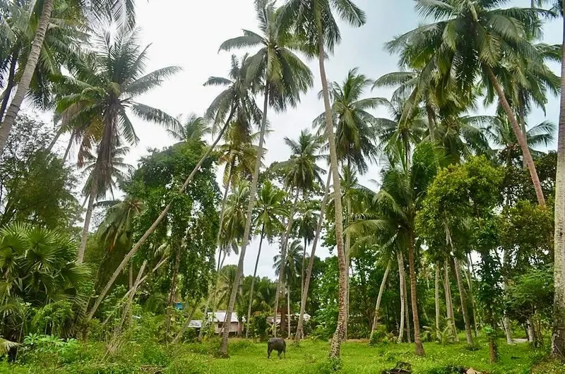 Koh Samui Zwiedzanie i Dżungli