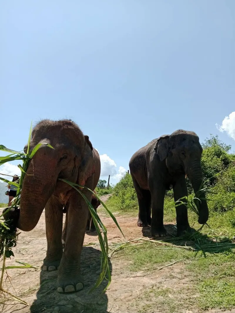 Chiang Mai Camp (2 dni, 1 noc)