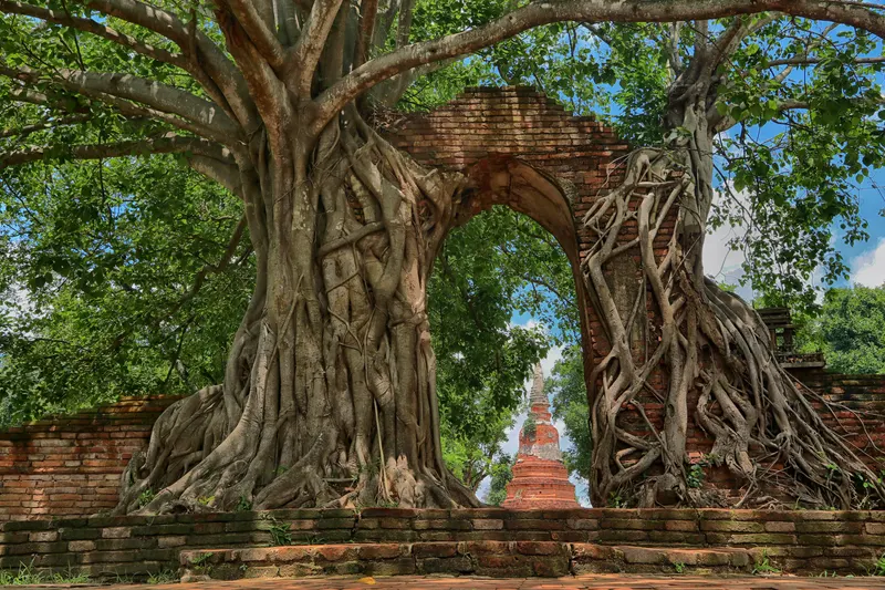 Wat Phra Ngam — brama w korzeniach