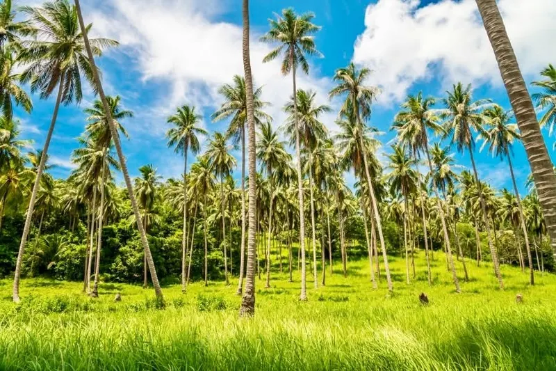 Koh Samui Zwiedzanie i Dżungli
