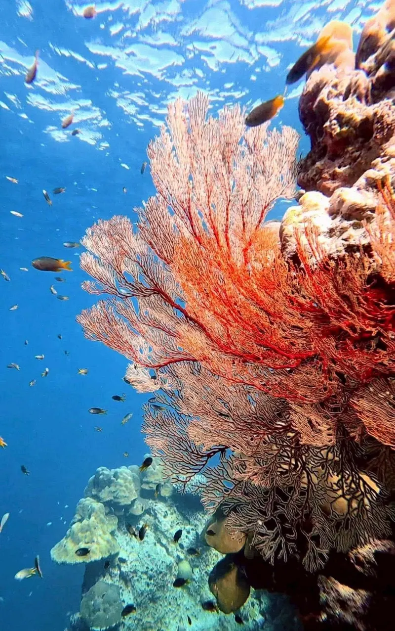 Wyspa Similan