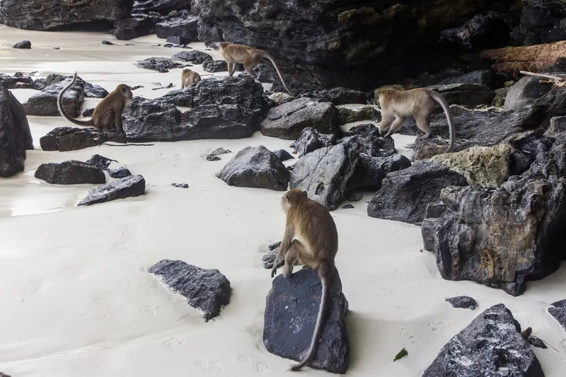Monkey Beach